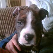 Amerikansk staffordshire terrier Manse