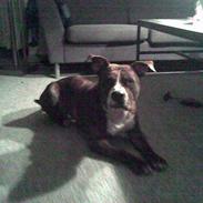 Amerikansk staffordshire terrier Manse