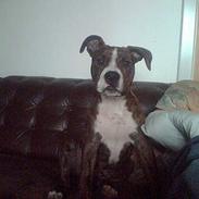 Amerikansk staffordshire terrier Manse