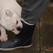 Engelsk bulldog Bacon