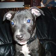 Amerikansk staffordshire terrier Nero