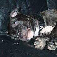 Amerikansk staffordshire terrier Nero