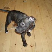 Amerikansk staffordshire terrier Nero