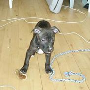Amerikansk staffordshire terrier Nero