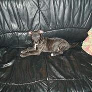 Amerikansk staffordshire terrier Nero