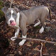 Amerikansk staffordshire terrier Tas