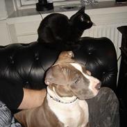 Amerikansk staffordshire terrier Tas