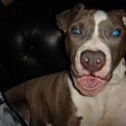 Amerikansk staffordshire terrier Tas