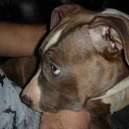 Amerikansk staffordshire terrier Tas