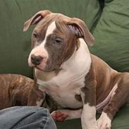 Amerikansk staffordshire terrier Tas