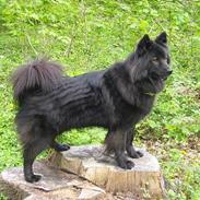 Eurasier Andrea