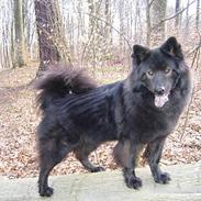 Eurasier Andrea