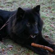 Eurasier Andrea