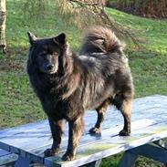 Eurasier Andrea