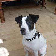 Dansk svensk gaardhund Lucky R.I.P
