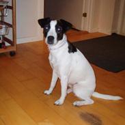 Dansk svensk gaardhund Lucky R.I.P