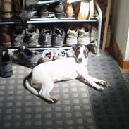 Dansk svensk gaardhund Lucky R.I.P