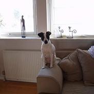 Dansk svensk gaardhund Lucky R.I.P