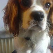 Cavalier king charles spaniel Charlie