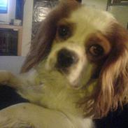 Cavalier king charles spaniel Charlie