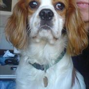 Cavalier king charles spaniel Charlie