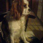 Cavalier king charles spaniel Charlie