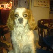 Cavalier king charles spaniel Charlie