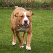 Amerikansk staffordshire terrier Monty