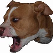 Amerikansk staffordshire terrier Monty