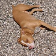 Amerikansk staffordshire terrier Monty