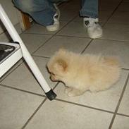 Pomeranian Gizmo *RIP :'(