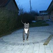 Amerikansk staffordshire terrier ALFA