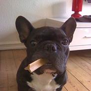 Fransk bulldog ( Al la bibi)