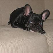 Fransk bulldog ( Al la bibi)