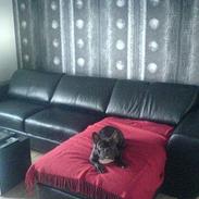 Fransk bulldog ( Al la bibi)