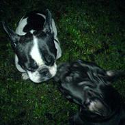 Fransk bulldog ( Al la bibi)