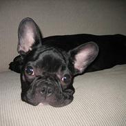 Fransk bulldog ( Al la bibi)