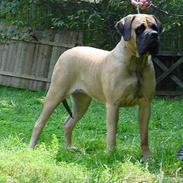 Mastiff Angel