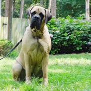 Mastiff Angel