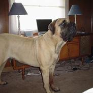 Mastiff Angel