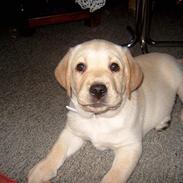 Labrador retriever Molly