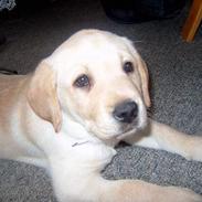 Labrador retriever Molly