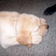 Labrador retriever Molly