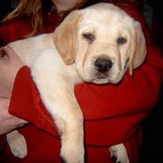 Labrador retriever Molly