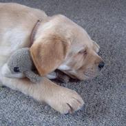 Labrador retriever Molly