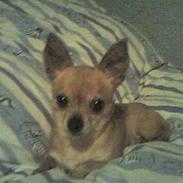 Chihuahua jessica