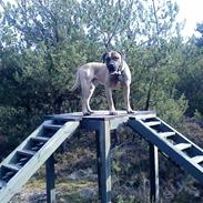 Boerboel Teglborg Ramses