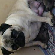 Mops Tulle - Måffe - Basse - B