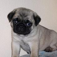 Mops Tulle - Måffe - Basse - B