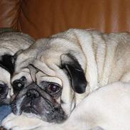 Mops Tulle - Måffe - Basse - B